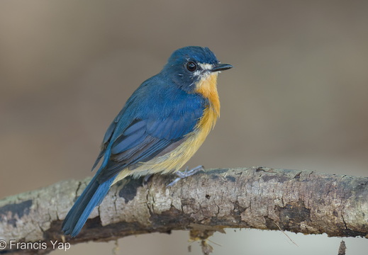 Mangrove Blue Flycatcher