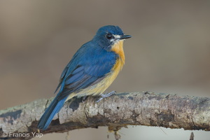 Mangrove Blue Flycatcher-260607-197FRYAP-FYA00815-W.jpg