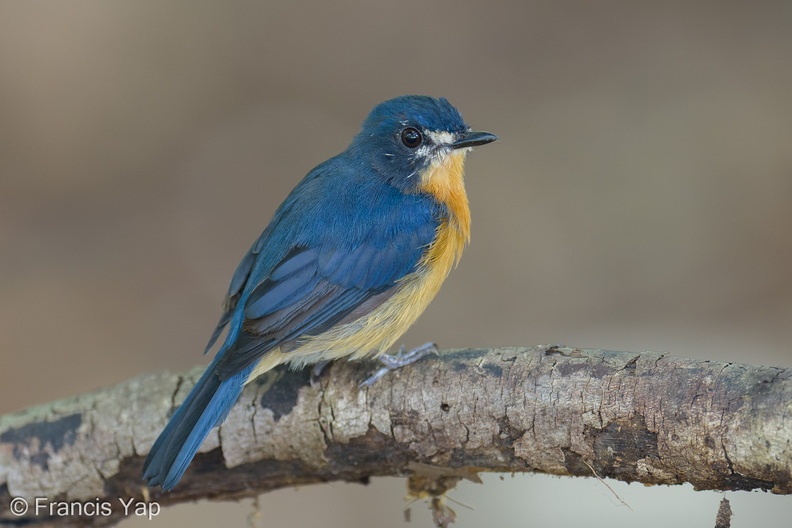 Mangrove_Blue_Flycatcher-260607-197FRYAP-FYA00815-W.jpg