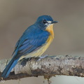 Mangrove_Blue_Flycatcher-260607-197FRYAP-FYA00815-W.jpg