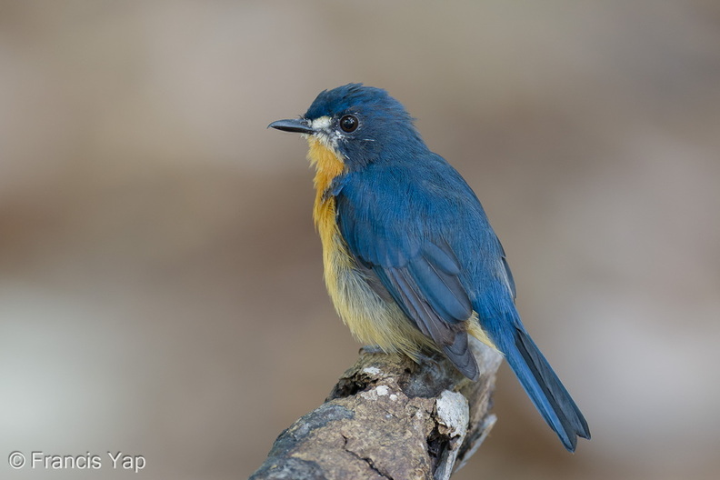 Mangrove_Blue_Flycatcher-260607-197FRYAP-FYA01959-W.jpg