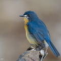 Mangrove_Blue_Flycatcher-260607-197FRYAP-FYA01959-W.jpg