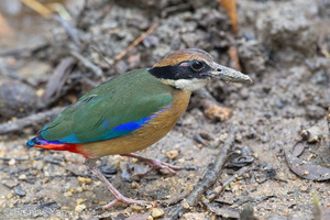 Mangrove Pitta-120201-108EOS1D-FYAP0967-W.jpg