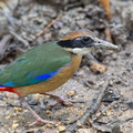 Mangrove_Pitta-120201-108EOS1D-FYAP0967-W.jpg