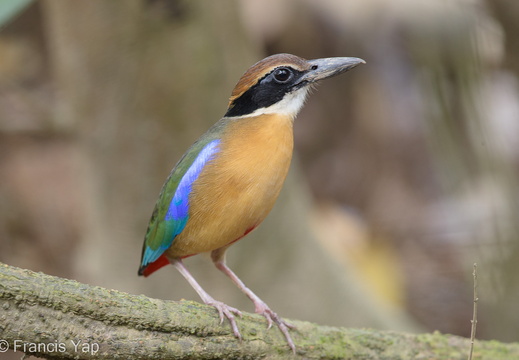 Mangrove Pitta