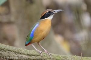 Mangrove Pitta-161210-107EOS1D-F1X28757-W.jpg