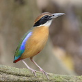 Mangrove_Pitta-161210-107EOS1D-F1X28757-W.jpg