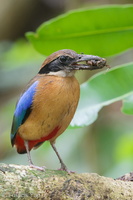 Mangrove Pitta-190608-117ND500-FYP_8233-W.jpg