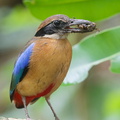 Mangrove_Pitta-190608-117ND500-FYP_8233-W.jpg