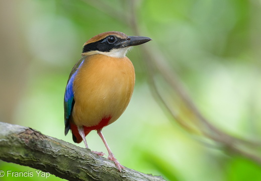 Mangrove Pitta