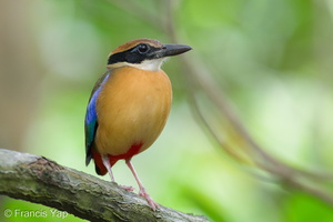 Mangrove Pitta-251214-144FRYAP-FYA04389-W.jpg