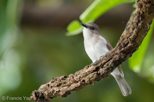 Mangrove Whistler-110225-100EOS1D-FYAP2680-W.jpg