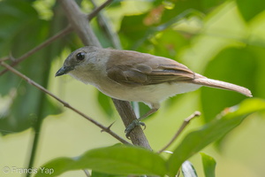 Mangrove Whistler-140511-116EOS1D-FY1X5516-W.jpg