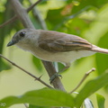 Mangrove_Whistler-140511-116EOS1D-FY1X5516-W.jpg