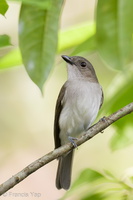 Mangrove Whistler-211222-133MSDCF-FRY07413-W.jpg