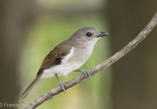 Mangrove Whistler