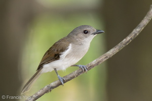 Mangrove Whistler-220302-141MSDCF-FRY08305-W.jpg