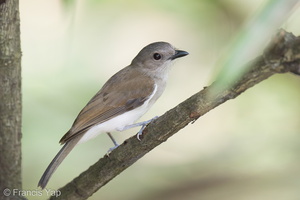 Mangrove Whistler-220302-141MSDCF-FRY08463-W.jpg