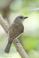 Mangrove Whistler-220318-142MSDCF-FRY05718-W.jpg