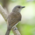 Mangrove_Whistler-220318-142MSDCF-FRY05718-W.jpg