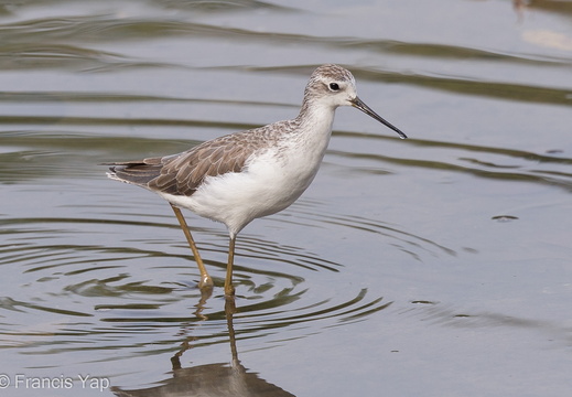 Marsh Sandpiper