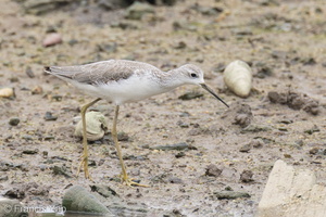 Marsh Sandpiper-221104-158MSDCF-FYP05209-W.jpg