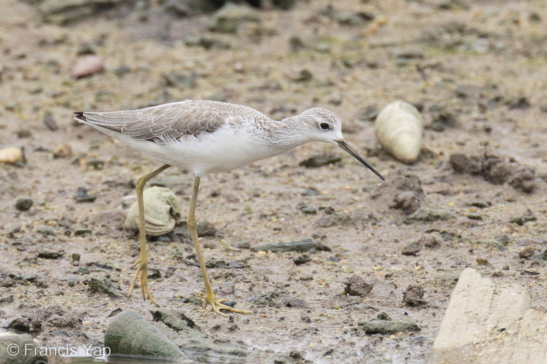 Marsh_Sandpiper-221104-158MSDCF-FYP05209-W.jpg