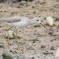 Marsh_Sandpiper-221104-158MSDCF-FYP05209-W.jpg