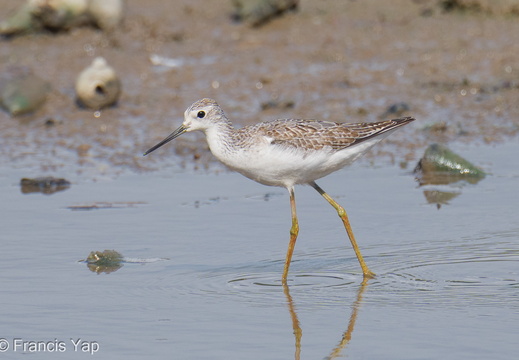 Marsh Sandpiper