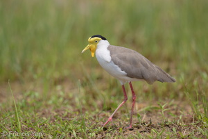 Masked Lapwing-160807-103EOS1D-F1X21987-W.jpg