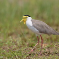 Masked_Lapwing-160807-103EOS1D-F1X21987-W.jpg