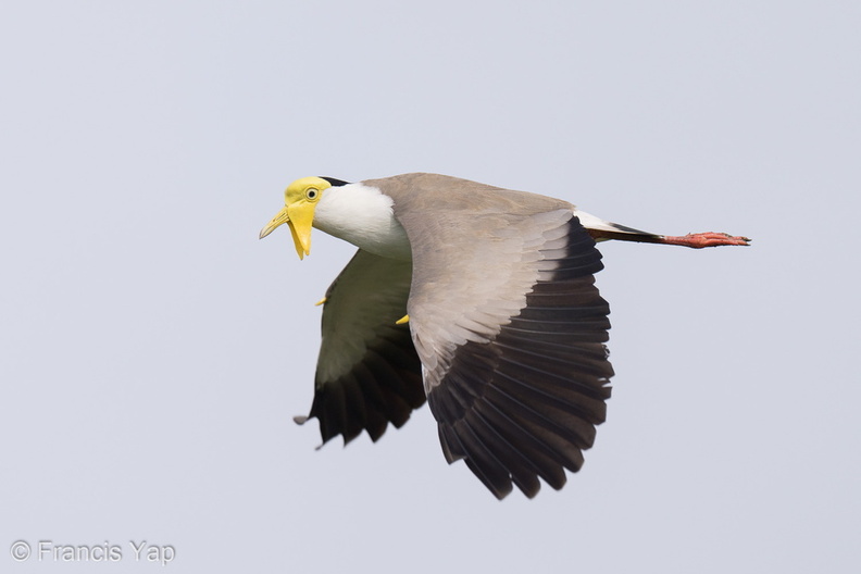 Masked_Lapwing-210605-112MSDCF-FRY03474-W.jpg