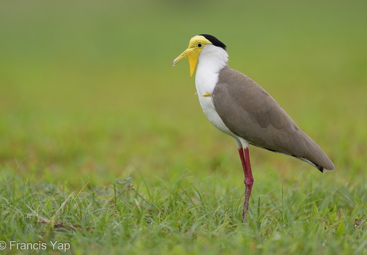 Masked Lapwing