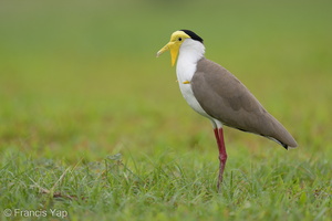 Masked Lapwing-220206-139MSDCF-FRY01230-W.jpg