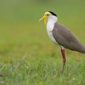 Masked_Lapwing-220206-139MSDCF-FRY01230-W.jpg