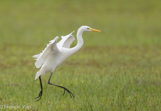 Medium Egret