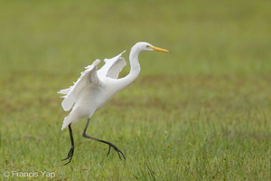 Medium Egret-161127-107EOS1D-F1X23837-W.jpg