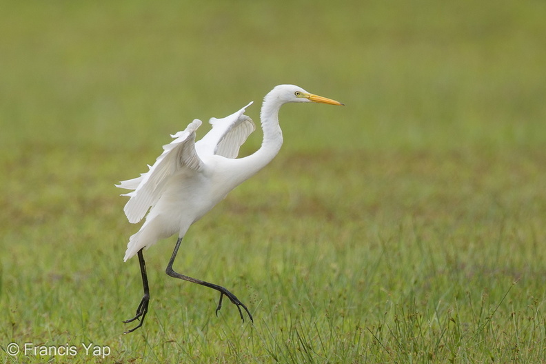 Medium_Egret-161127-107EOS1D-F1X23837-W.jpg