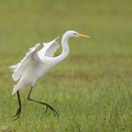 Medium_Egret-161127-107EOS1D-F1X23837-W.jpg