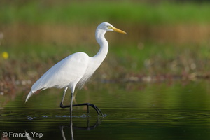 Medium Egret-220227-141MSDCF-FRY04361-W.jpg