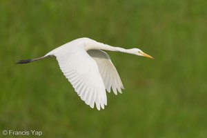 Medium Egret-240211-215MSDCF-FYP00960-W.jpg