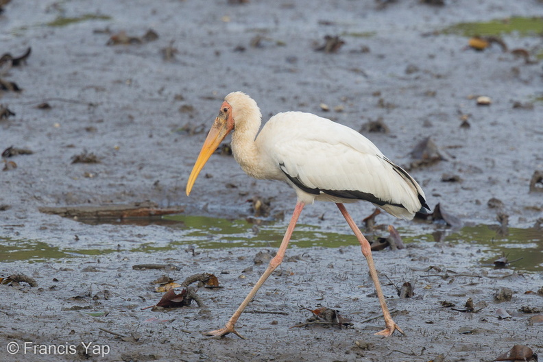 Milky_Stork-120830-113EOS1D-FYAP0539-W.jpg