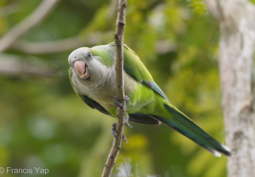 Monk Parakeet