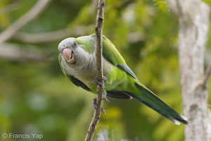 Monk Parakeet-171203-106ND500-FYP_2910-W.jpg