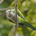 Monk_Parakeet-171203-106ND500-FYP_2910-W.jpg