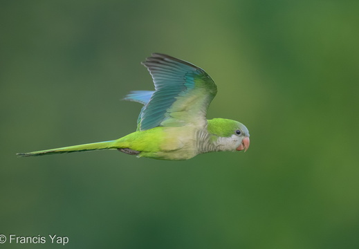 Monk Parakeet - display this album Monk Parakeet