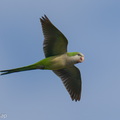 Monk_Parakeet-250819-119FRYAP-FYA07829-W.jpg