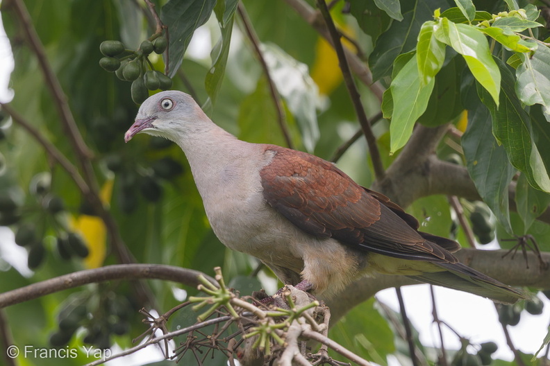 Mountain_Imperial_Pigeon-170101-108EOS1D-F1X25927-W.jpg