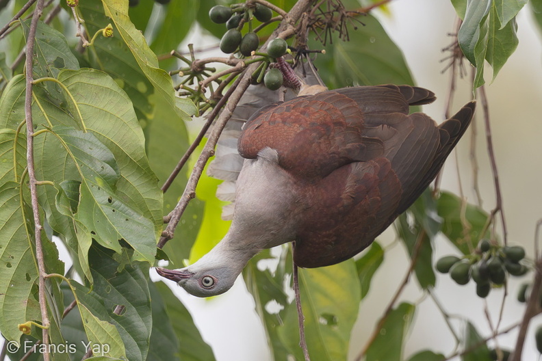 Mountain_Imperial_Pigeon-170101-108EOS1D-F1X26050-W.jpg