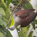 Mountain_Imperial_Pigeon-170101-108EOS1D-F1X26050-W.jpg